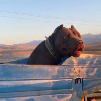 پیت بول نر برای جفت گیری