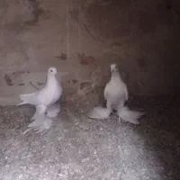لوتی اویناخ