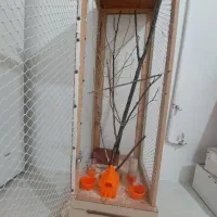 قفس|لوازم جانبی حیوانات|مشهد, میان ولایت|دیوار