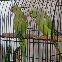 طوطی ملنگو|پرنده|مشهد, چهارچشمه|دیوار