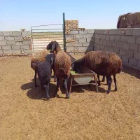 میش شال