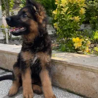 فروش تولههای ژرمن شپرد اصیل|سگ|تهران, شهرک آزمایش|دیوار