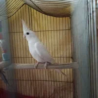 پرورش خانگی عروس هلندی درجه یک|پرنده|پیشوا, |دیوار