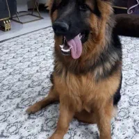 ژرمن شپرد شولاین نر