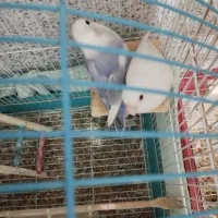 یه جفت طوطی برزیلی خوش رنگ خوشکل|پرنده|مریوان, |دیوار