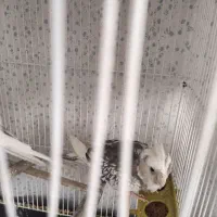 یک جفت عروس ایزابلا|پرنده|بجنورد, |دیوار