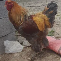 خروس برهما بلو پاتریچ قول پیکر