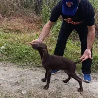 توله آلمانی اصیل ۴ماهه|سگ|صومعهسرا, |دیوار