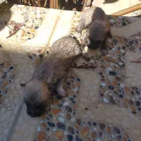 دو عدد سگ پاکوتاه با قیمت یک میلیون هر دو|سگ|کرج, محمد آباد|دیوار