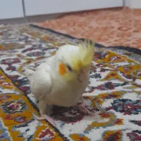 جوجه عروس|پرنده|مشهد, شهید احمدی روشن|دیوار