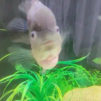 فلاور باکس18سانتی هد دار|ماهی|مشهد, سناباد|دیوار