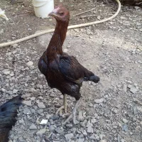 انواع مرغ و خروس