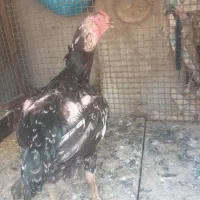 مرغ وخروس لاری|حیوانات مزرعه|رشت, توشیبا|دیوار