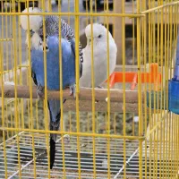 یک جفت مرغ عشق انگلیسی گرید A|پرنده|شاهینشهر, شهرک میلاد|دیوار