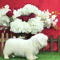 شیتزو وایت|سگ|مشهد, هنرستان|دیوار