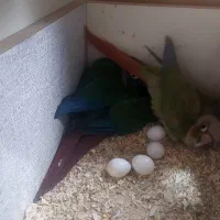 طوطی گیرینچیک|پرنده|هشتگرد, شهرک صنعتی هشتگرد|دیوار