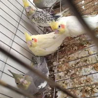 جوجه عروس هلندی مناسب برای اهلی کردن