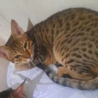 گربم گمشده زنگوله تو گردنش داره
