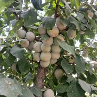 آلو حاج حسنی و کبرایی|عمده‌فروشی|مشهد, میان ولایت|دیوار