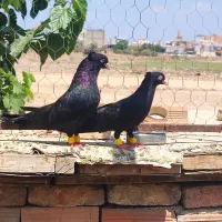 زاغ آبادانی