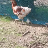 مرغ همچی تموم|حیوانات مزرعه|احمدسرگوراب, |دیوار