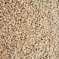 گندم بذری (کم آب و پر آب با تناژ بالا)|عمدهفروشی|شیراز, بازار|دیوار