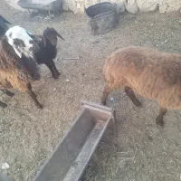 فروش بره نر وماده|حیوانات مزرعه|شاهرود, |دیوار