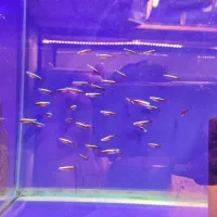 شارژ تترا و حلزون پلنت رامیزی وماهیان پلنت و گیاهی