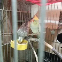 عروس هلندی رام رام مولد|پرنده|سنقر, |دیوار