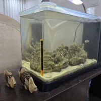 آکواریوم آب شور|ماهی|بندر ماهشهر, |دیوار