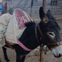 الاق نر جوان|حیوانات مزرعه|رودبار, |دیوار