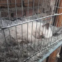 گربه هیمالین