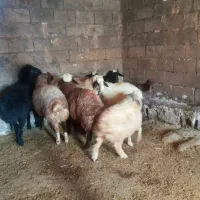 گوسفند|حیوانات مزرعه|نورآباد, |دیوار