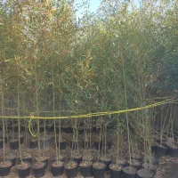 نی خیزران گلدونی ریشه پرس|گل و گیاه طبیعی|شیرود, |دیوار