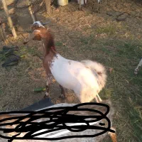 نری|حیوانات مزرعه|توکهور, |دیوار