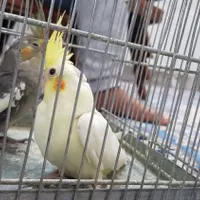 جفت عروس هلندی|گربه|یزد, |دیوار