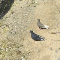کفتر|پرنده|کنگاور, |دیوار