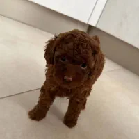 سگ تاینی پودل و توی پودل سایز صفر|سگ|تهران, سعادت‌آباد|دیوار