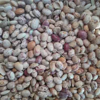 فروش لوبی چیتی|عمده‌فروشی|چادگان, |دیوار