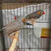 فنچ|پرنده|تهران, تسلیحات|دیوار