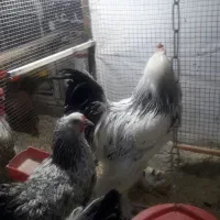 مرغ‌وخروس|حیوانات مزرعه|زاهدان, |دیوار