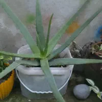 یوکا|گل و گیاه طبیعی|رشت, پاره بیجار|دیوار