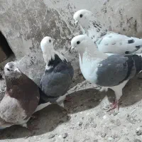 کبوتر پرشی ۴ عدد