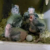 جوجه عروس|پرنده|قم, شهرک مهدیه (مدرس)|دیوار