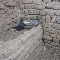 کبوتر رنگی دم سفید و خوش رنگ|پرنده|ابهر, |دیوار