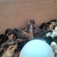 جوجه محلی گلپایگان واکسن خورده یکماه|حیوانات مزرعه|ملارد, |دیوار