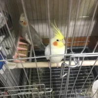 عروس پاریس رامشیر