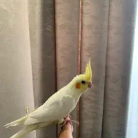 عروس هلندی سخنگو لوتینو گلباقالی سینامون|پرنده|تهران, سازمان برنامه جنوبی|دیوار