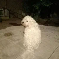 سگ شیتزو زیر قیمت همجا معاوضه هم میکنم