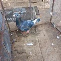 کفتر قره|پرنده|جلگه رخ, |دیوار